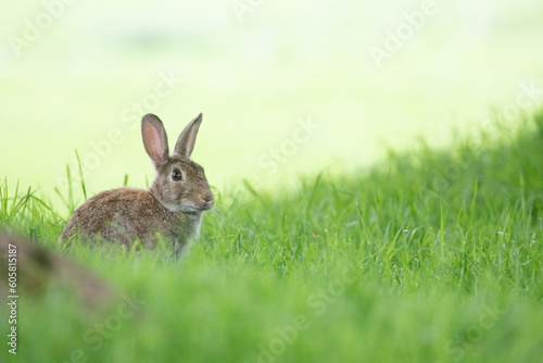 rabbit in the grass © scott