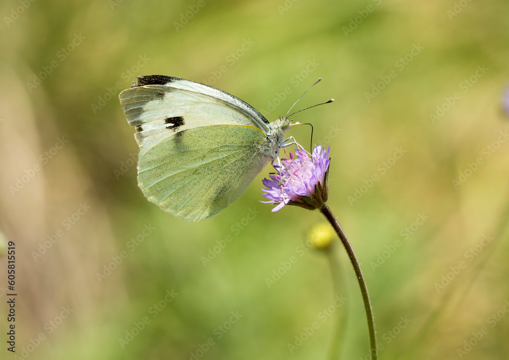A large white (Pieris brassicae) nectaring on a purple flower A large white (Pieris brassicae) nectaring on a purple flower