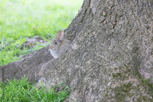 rabbit in the field © scott