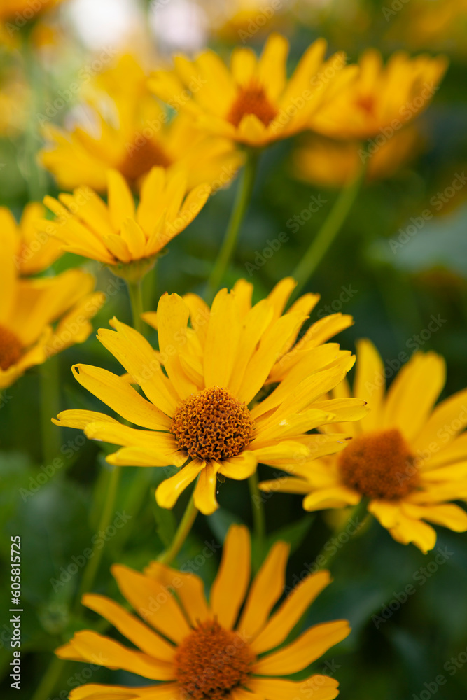 A bunch of yellow flowers on the field A bunch of yellow flowers on the field