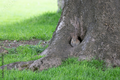 baby rabbit 