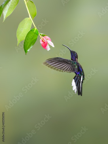 Violet sabrewing Hummingbird in flight collecting nectar from red flower on green background