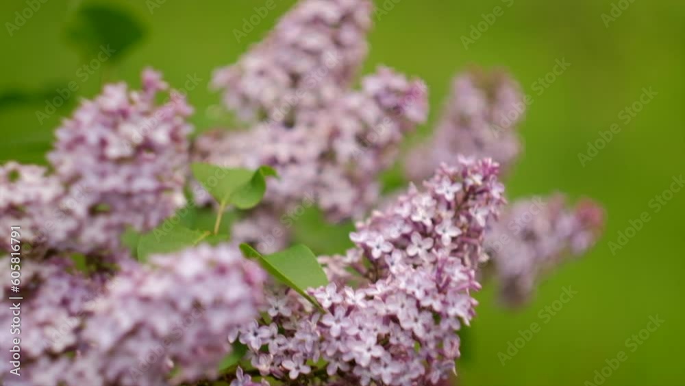 Close up of beautiful lilac blossoming. Tranquil view of charming violet flowers swaying on wind. Fresh lilac branch on warm spring day. Meditative bush flowers. Floral concept. Selective focus Close up of beautiful lilac blossoming. Tranquil view of charming violet flowers swaying on wind. Fresh lilac branch on warm spring day. Meditative bush flowers. Floral concept. Selective focus