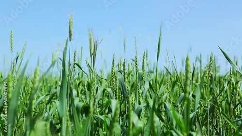 Rural landscape and eco-friendly grain cultivation. Growing organic wheat and bio food concept. Beautiful blue sky. Agriculture concept.