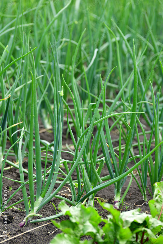 young onion growing in the garden outdoors,