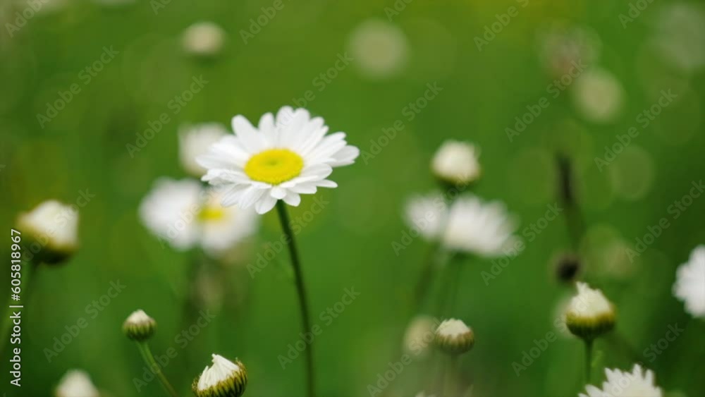 Close up of beautiful daisy flowers swaying in wind at calm summer day. Nature, flowers, spring, biology, fauna, environment, ecosystem. Matricaria Recutita. Application in cosmetology. Slow motion Close up of beautiful daisy flowers swaying in wind at calm summer day. Nature, flowers, spring, biology, fauna, environment, ecosystem. Matricaria Recutita. Application in cosmetology. Slow motion