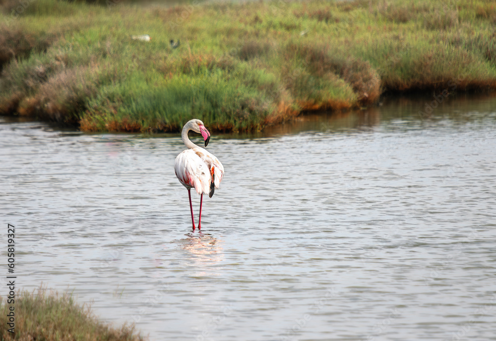 Fototapeta premium The permanent guests of Izmir urban forest are flamingos