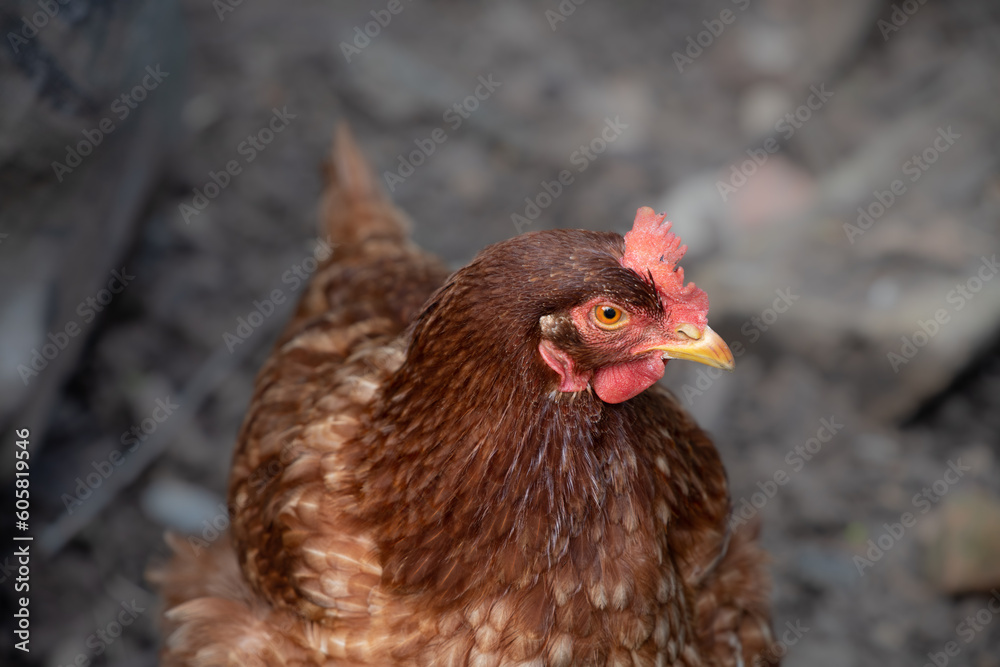 Close up of a domestic brown chicken photographed in front of the ground. The animal looks to the side. The background is gray with space for text.