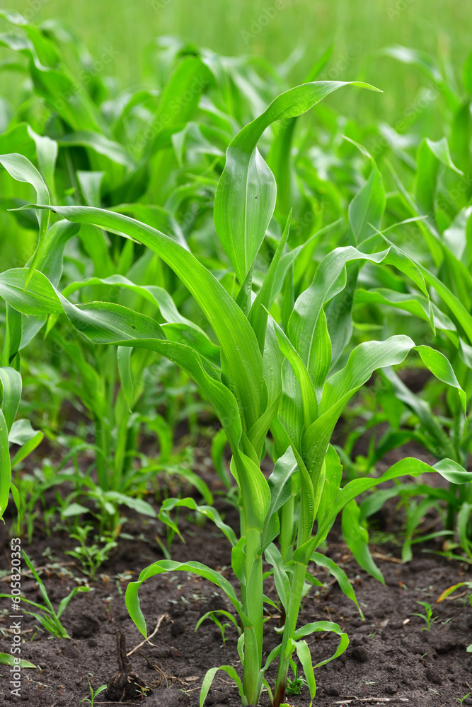 young corn sprout growing in the garden outdoors, young corn sprout growing in the garden outdoors,