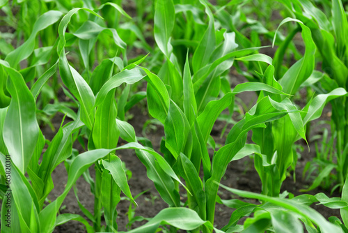 young corn sprout growing in the garden outdoors,
