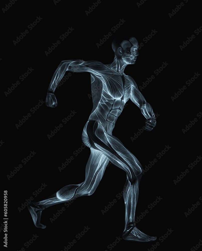 average man muscle maps is doing a angry walk average man muscle maps is doing a angry walk