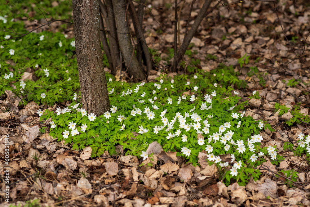 first spring flowers wood anemones among the dry foliage in the forest first spring flowers wood anemones among the dry foliage in the forest