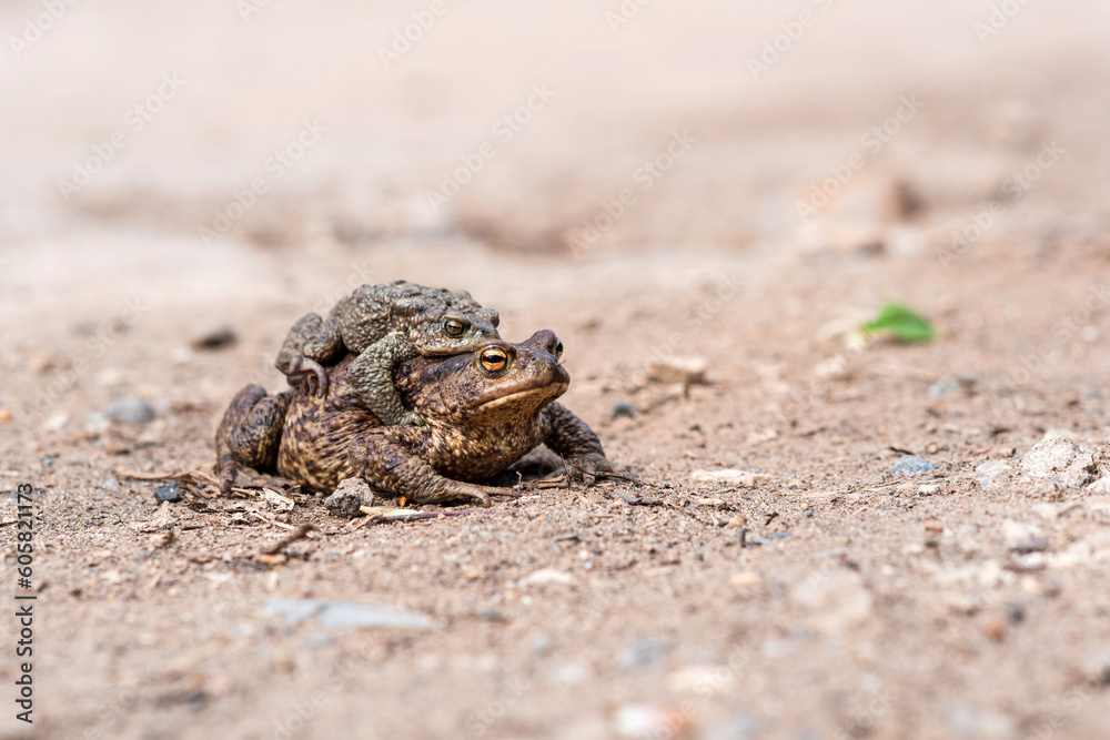 pair of common toads in amplexus on the sandy shore of a pond