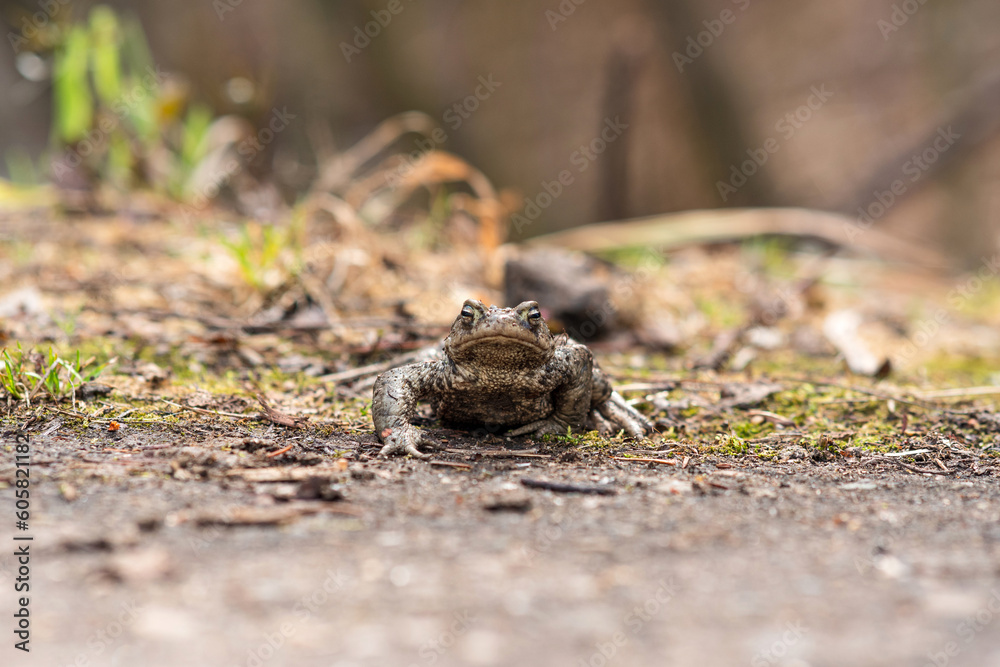 common toad about to cross the road