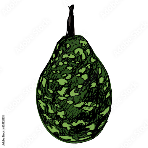 Bottle Gourd Speckled Bottle. Lagenaria siceraria. Green calabash Opo squash. Hand drawn rough sketch. Isolated vector illustration.