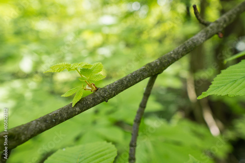 Young chestnut leaves on a branch.