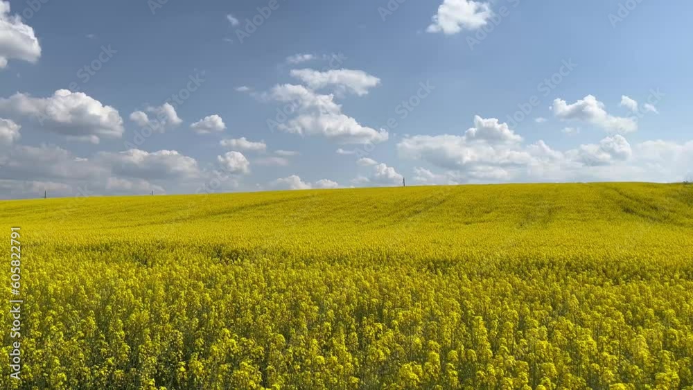 A blooming rapeseed field on a sunny day. The wind blows the yellow rapeseed flowers. A rich crop of blooming yellow rapeseed with a blue sky and clouds. A blooming rapeseed field on a sunny day. The wind blows the yellow rapeseed flowers. A rich crop of blooming yellow rapeseed with a blue sky and clouds.