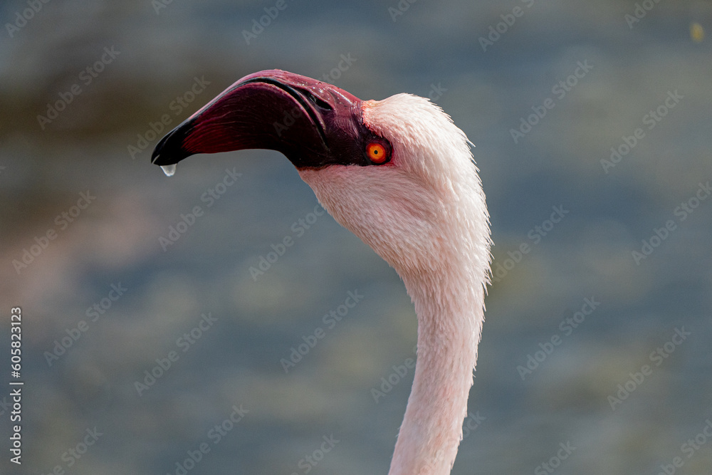 Fototapeta premium Eleganz in Rosa: Nahaufnahme des Kopfes eines wilden Flamingos in seiner natürlichen Pracht