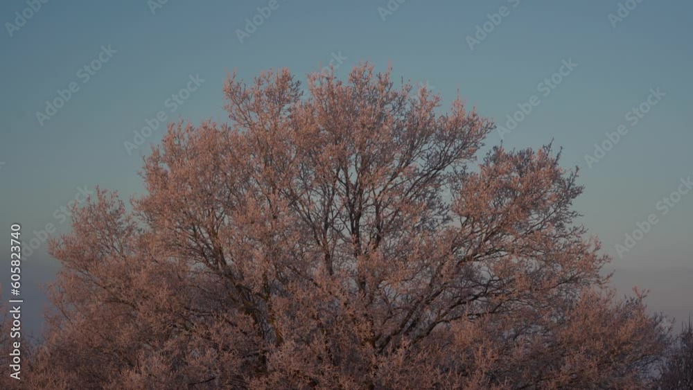 A beautiful tree in soft winter light background A beautiful tree in soft winter light background