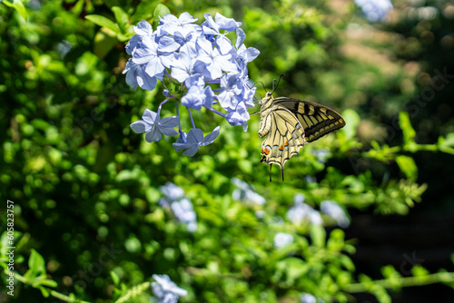 butterfly on a flower
