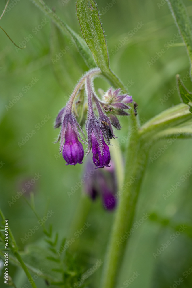 Close-up of purple comfrey flowers. Close-up of purple comfrey flowers.