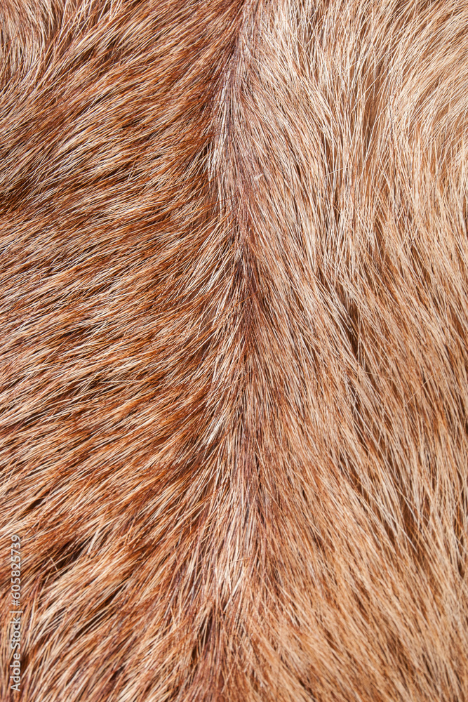 Fototapeta premium Texture. Animal fur. The coat is long and short. Colored and monochrome wool. Fox wool. Hedgehog fur.