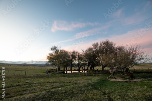 Landscape with meadow, mountain in the background and group of trees reflected in the water. sunset with pink tones. Not people. 