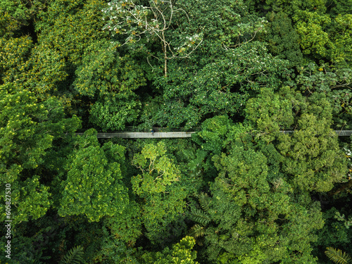 View of narrow footbridge between green tropical trees located in jungle of Costa Rica. Hanging Bridge, Monteverde Cloud Forest, Costa Rica photo