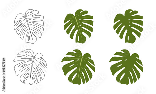 Set of various monstera leaves