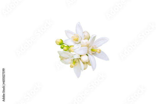 Neroli blossom. Orange tree white flowers and buds bunch isolated transparent png. Citrus bloom. © photohampster