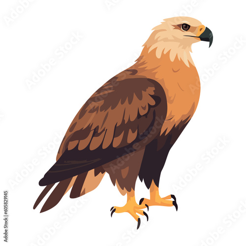 Flying hawk with sharp talons, a symbol of freedom