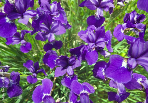 botanical floral pattern of violet iris flower heads from above