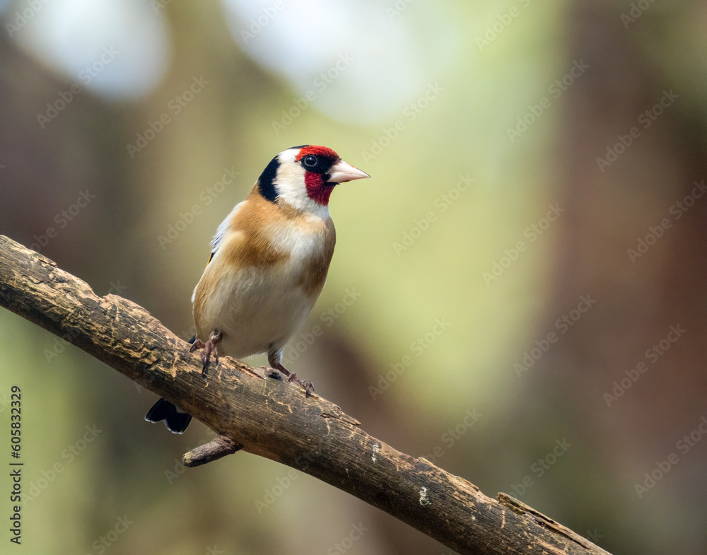 Beautiful goldfinch bird with beautiful bright feather plumage perched on a branch in the forest with natural woodland background in the sunshine Beautiful goldfinch bird with beautiful bright feather plumage perched on a branch in the forest with natural woodland background in the sunshine