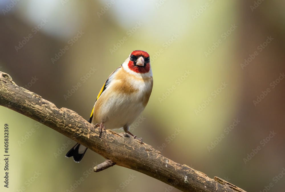 Beautiful goldfinch bird with beautiful bright feather plumage perched on a branch in the forest with natural woodland background in the sunshine Beautiful goldfinch bird with beautiful bright feather plumage perched on a branch in the forest with natural woodland background in the sunshine