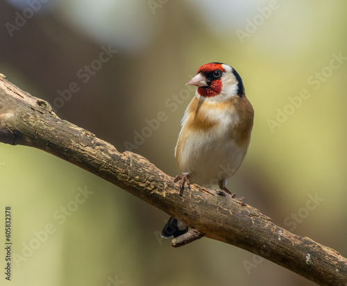 Beautiful goldfinch bird with beautiful bright feather plumage perched on a branch in the forest with natural woodland background in the sunshine 