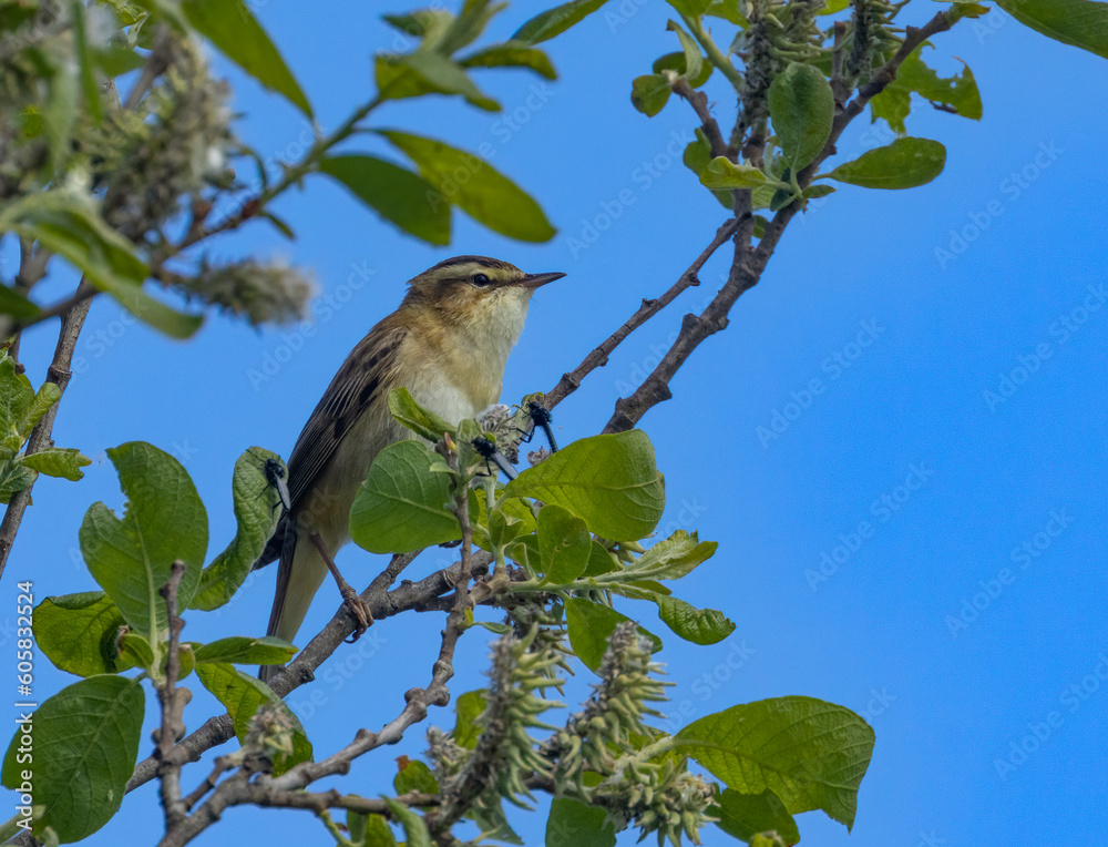 Obraz premium Sedge warbler bird in Scotland in the spring singing its very complex song from the top of a green leaf bush with bright blue sky in the sunshine in spring 