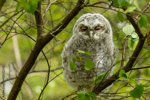 Photography Juvenile tawny owl just out of the nest and newly fledged, tawny owlet hidden an