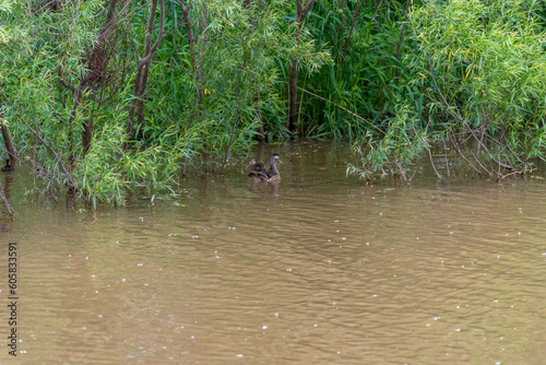 Wood Ducks Swimming On The River In Summer