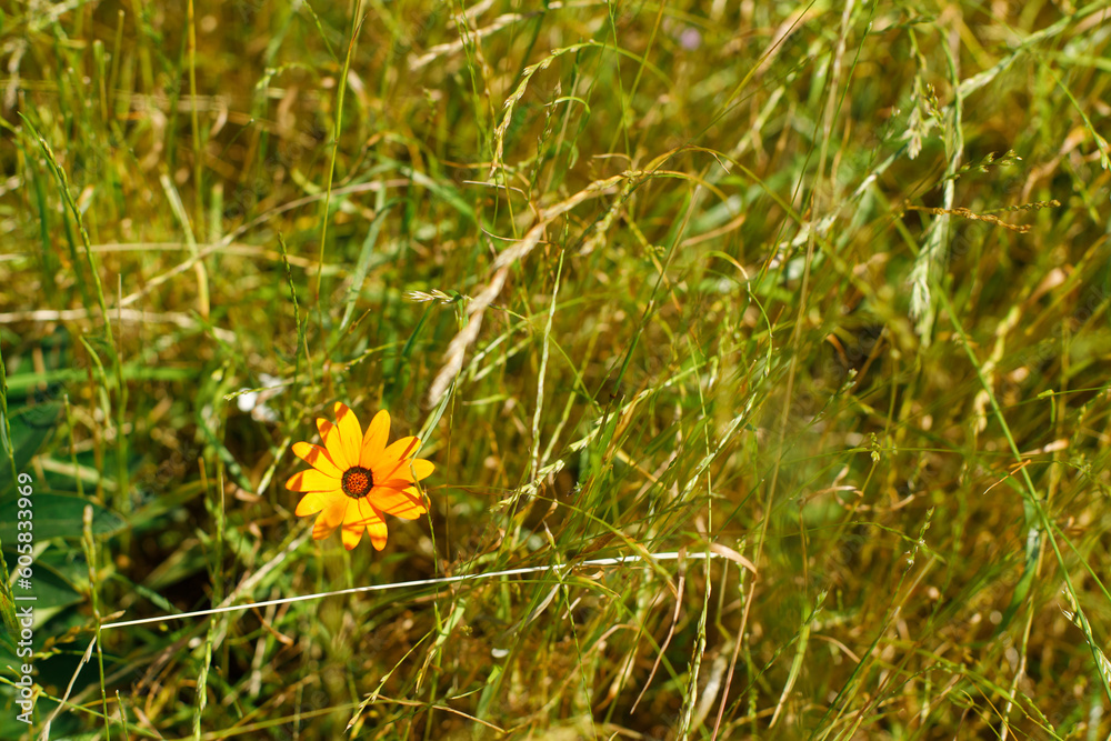 Orange flowers in grass in countryside garden. Osteospermum blooming in sunny summer meadow. Biodiversity and landscaping garden flower beds. Wildflowers Orange flowers in grass in countryside garden. Osteospermum blooming in sunny summer meadow. Biodiversity and landscaping garden flower beds. Wildflowers