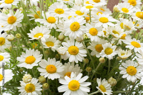 Camomile flowers as background, top view © Liami