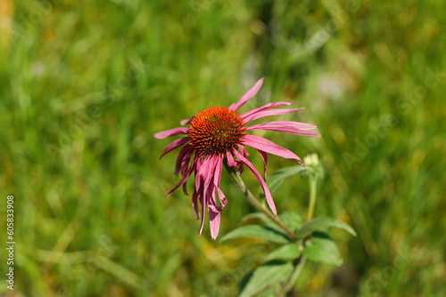Echinacea flower in countryside garden. Pink echinacea blooming in sunny summer meadow. Biodiversity and landscaping garden flower beds