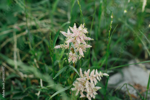 Astilbe leaves with pink flowering stem in countryside garden. Floral bush. Biodiversity and landscaping garden flower beds