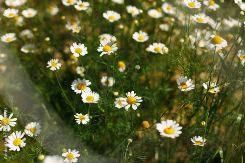 Beautiful chamomile flowers in wild countryside garden. Blooming daisy wildflowers in sunny summer meadow. Biodiversity and landscaping garden flower beds. Summer banner