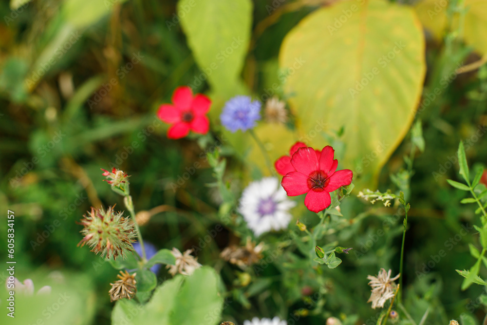 Flax in wild countryside garden. Blooming wildflowers in sunny summer meadow. Biodiversity and landscaping garden flower beds. Flax in wild countryside garden. Blooming wildflowers in sunny summer meadow. Biodiversity and landscaping garden flower beds.