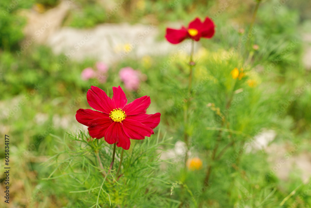 Beautiful cosmos flower in wild countryside garden. Blooming cosmos wildflowers in sunny summer meadow. Biodiversity and landscaping garden flower beds. Summer banner