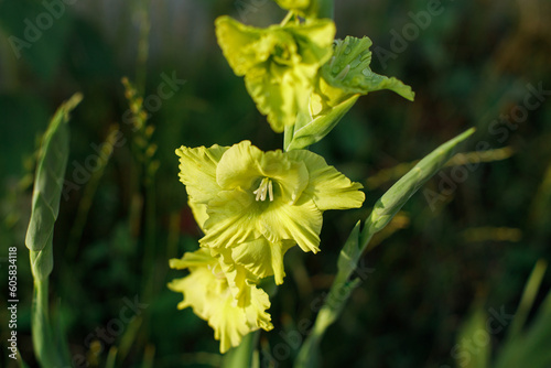 Gladiolus in wild countryside garden. Blooming green gladiolus flowers in sunny summer meadow. Biodiversity and landscaping garden flower beds. Summer banner