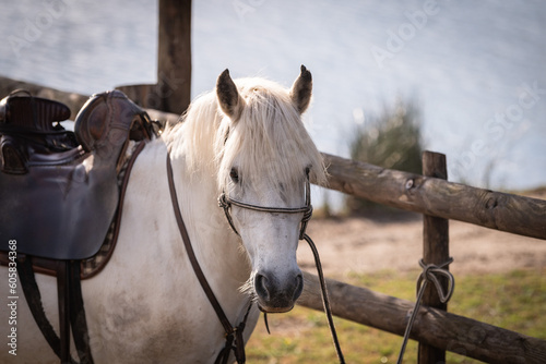 white camargue horse in the ranch