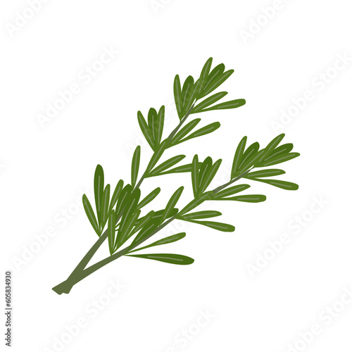Fresh herbs and spices on white background.