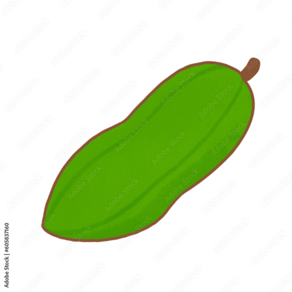 green papaya isolated, illustration, vector green papaya isolated, illustration, vector