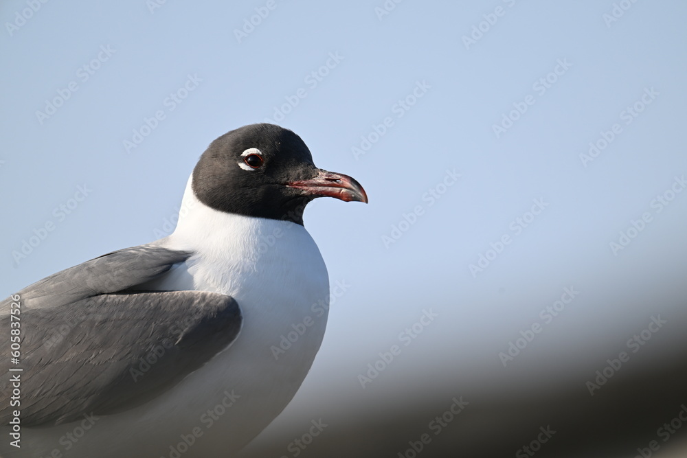 Laughing Gull up close